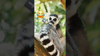 What Are Lemurs and Why Are They So Special [upl. by Arabel]