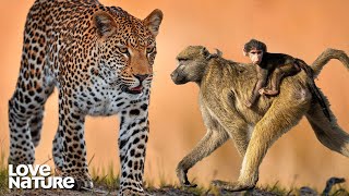 Baboons Stand Their Ground VS Hungry Leopard and Hyenas  Zambia Untamed 101 [upl. by Ettevram]