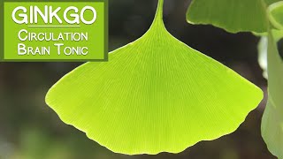 Ginkgo Biloba Leaf Circulatory Stimulant and Brain Tonic [upl. by Idnal198]