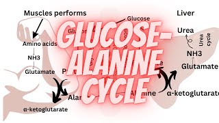 Glucose alanine cycle  Amino acid metabolism [upl. by Shaper]