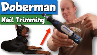 How I Trim My Dobermans Nails Using THIS Dremel [upl. by Annahsal39]