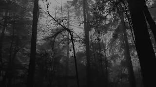 Relaxing Foggy Forest Virtual Drive  Rain Storm and Thunder Sounds [upl. by Akehs335]