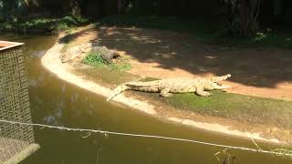 Crocodile in the sun [upl. by Annie]