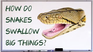 How do snakes swallow big things [upl. by Ungley]