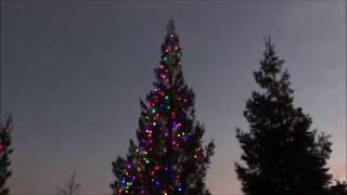 Hanging Christmas Lights on a Tall Tree [upl. by Nedrah]