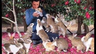 Exclusive Tour of Rabbit Island Japan by a Bunny Expert [upl. by Dilahk]