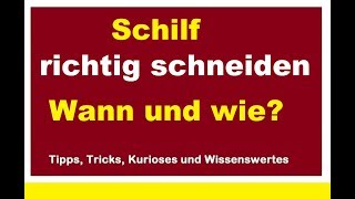 Schilf richtig zurück schneiden Wann wie womit Schilfgras abschneiden zurückschneiden [upl. by Arliene]