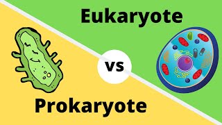 PROKARYOTES VS EUKARYOTES How cells are different [upl. by Hugh625]