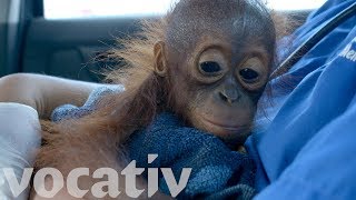 Baby Orangutans Rescued As Hunters And Deforestation Shrink Their Habitats [upl. by Airdnax]