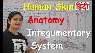 Human Skin  Integumentary system Anatomy in Hindi  Structure  Layers  Functions  Part1 [upl. by Deach517]