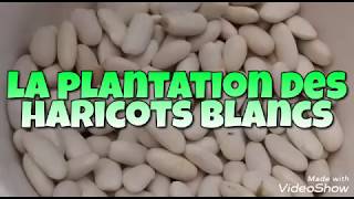 La Plantation des Haricots blancs [upl. by Oigile793]