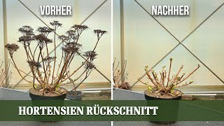 Hortensien richtig schneiden  der Weg zu einer prachtvollen Blüte [upl. by Eelyme]