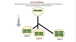 Genes homólogos ortólogos y parálogos [upl. by Ecaidnac86]