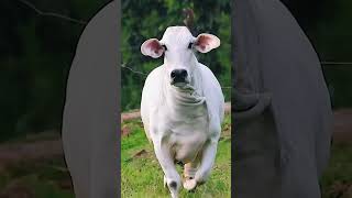 🔴 BRAHMAN CATTLE ✅ Biggest Bulls And Cow [upl. by Morgun]