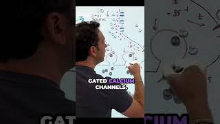 Synaptic transmission overview neurotransmitters biology synapse [upl. by Naawaj]