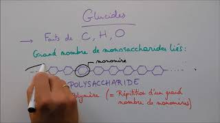 Molécules du vivant 2  Les glucides [upl. by Ilyssa]