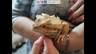 Our Bearded Dragon SKIN SHEDDING  BFF Pets [upl. by Sirtimed]