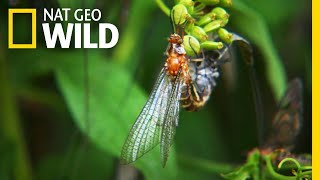 The 24Hour Life of the Mayfly  Nat Geo Wild [upl. by Rita388]