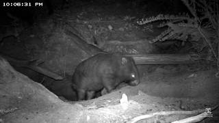 A wombat a koala and a rabbit in a burrow [upl. by Bledsoe]