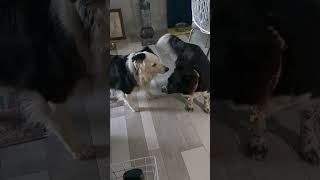 Dog fight dogs dog cute fun funny shorts short viral trending ytshorts ytshort youtube [upl. by Beaulieu]