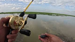 Big snakehead and Wallago Attu fishing [upl. by Borras]