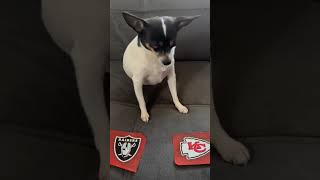 Raiders vs Chiefs nfl nflpredictions nflfootball week8 lasvegasraiders kansascitychiefs dog [upl. by Achorn]