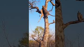 Close Call Hyena Chases Leopard Up Tree [upl. by Aira]