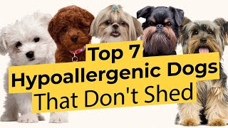 Top 7 Low Energy Hypoallergenic Dogs That Don’t Shed 🐶🦴🐶 [upl. by Kielty]