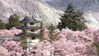 日本三大桜名所  吉野山  高遠城址  弘前公園  HD [upl. by Melbourne]