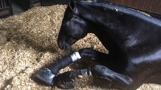 Undercover Horses Abused at Top Training Barn [upl. by Lonergan]