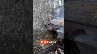 Fatest Tree Cutting Machine😳😲 youtubeshorts woodworking shortsfeed facts shorts viralshorts [upl. by Acinorav]