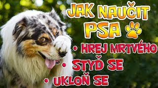 JAK NAUČIT PSA 3 NEJLEPŠÍ TRIKY  Hrej mrtvého styď se ukloň se [upl. by Wallraff]