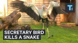 Secretary bird kills a snake [upl. by Pascia]