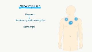 Nervesystemet Nerveimpulser [upl. by Pearlstein]