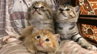 Persian cat kegalle for sale  persian cat for sale in sri lanka  Cat video shorts no 0716635872 [upl. by Tymothy]