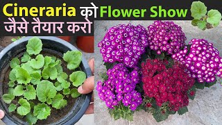 Cineraria से गुच्छों में फ़ूल चाहिये तो देखें कैसे लगाना चाहिये  Grow Cineraria Flower From Seeds [upl. by Halilahk]