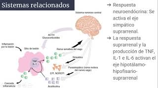 Respuesta metabólica al trauma [upl. by Nawj]