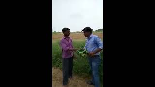 Very good result of biofertilizer in groundnut crop [upl. by Deyas322]