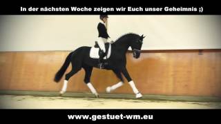 Secret Sezuan x St Moritz x Rotspon [upl. by Kcirederf]