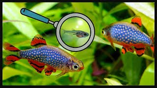 In 5 minutes Celestial Pearl Danio Breeding [upl. by Jerman429]