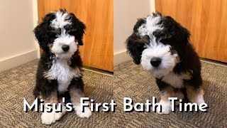 Mini Bernedoodle Puppys First Bath Time [upl. by Leelahk]