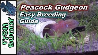 How to Breed Peacock Gudgeons [upl. by Mullane528]