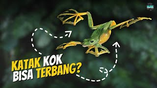 Bagaimana Katak Bisa Terbang Tanpa Sayap❓Mengenal Katak Terbang Wallace alampengetahuan [upl. by Hennahane778]