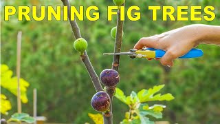 Pruning Fig Trees For Dormancy Winter Storage And Maximum Production [upl. by Ellingston]