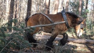 Horse logging only the very best horses can perform this job [upl. by Marbut]