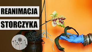 Reanimacja STORCZYKA krok po kroku [upl. by Eziechiele]