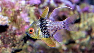 Facts The Pajama Cardinalfish [upl. by Poulter]