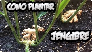 Como Plantar O Cultivar Jengibre En Casa Con Exito  La Huertina De Toni [upl. by Hegarty]