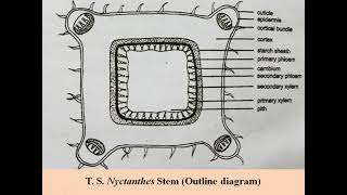 Nyctanthes stem T S for practical record [upl. by Marentic]