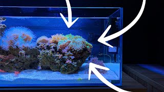 Making an Euphyllia Garden in my Shallow Reef Tank [upl. by Yelha129]